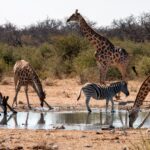 African Travel Destination: Interesting Things To Know About Zakouma National Park | SUPERPOBYT TRAVEL