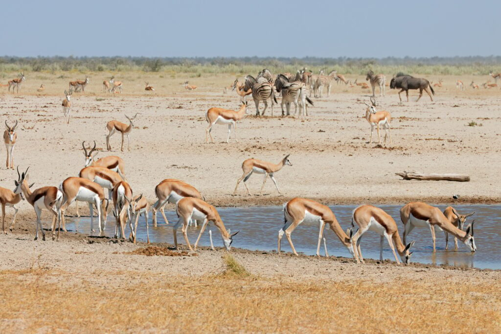 African wildlife at a waterhole - Etosha National Park