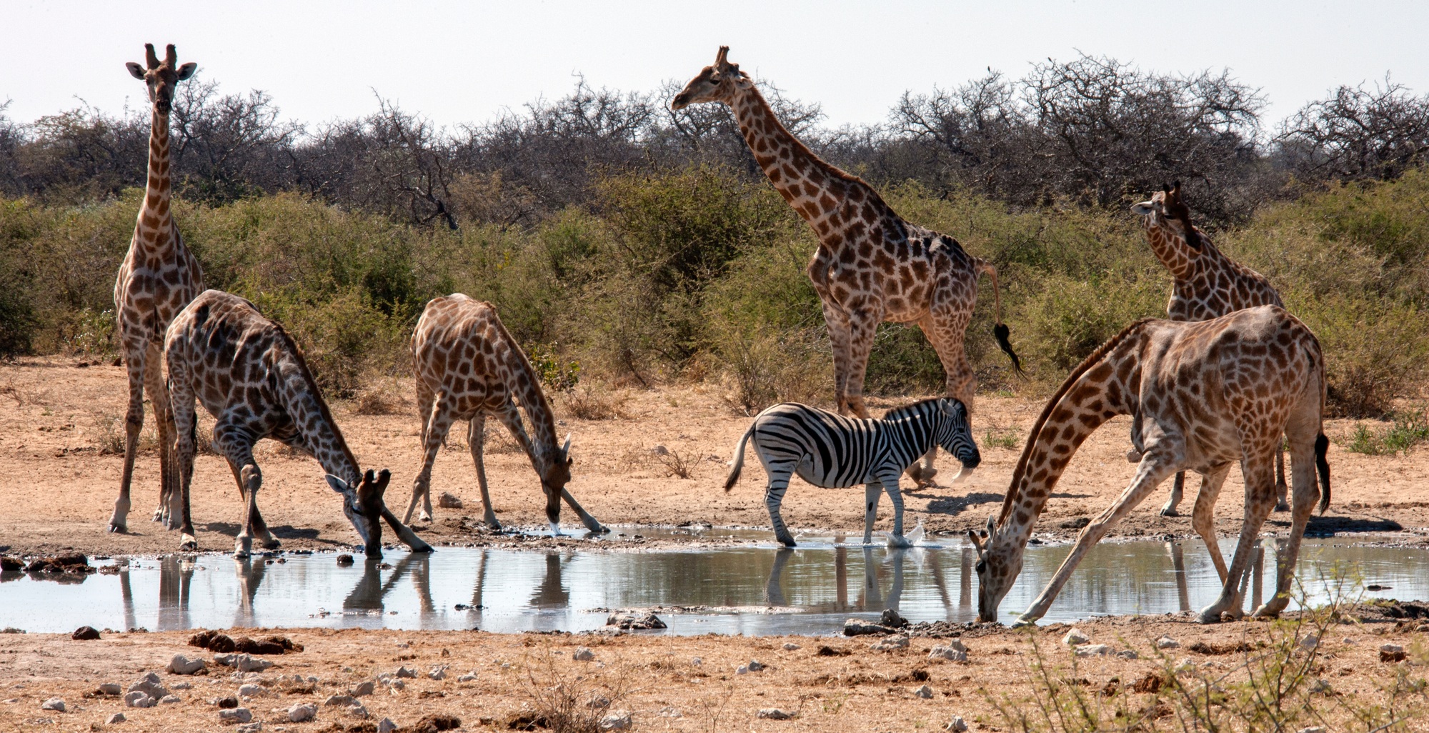 African Travel Destination: Interesting Things To Know About Zakouma National Park | SUPERPOBYT TRAVEL