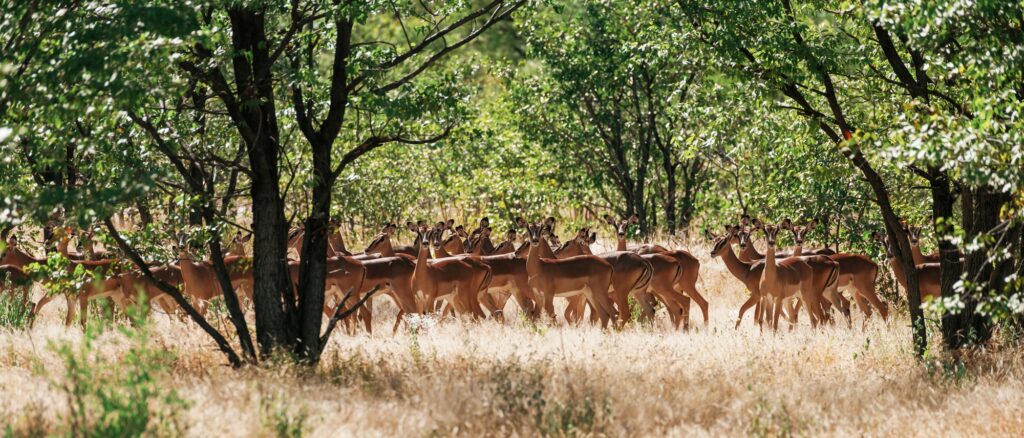 Antelopes are in the wildlife outdoors in Africa