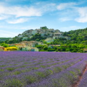 Lavender field and Simiane la Rotonde village. Provence, France