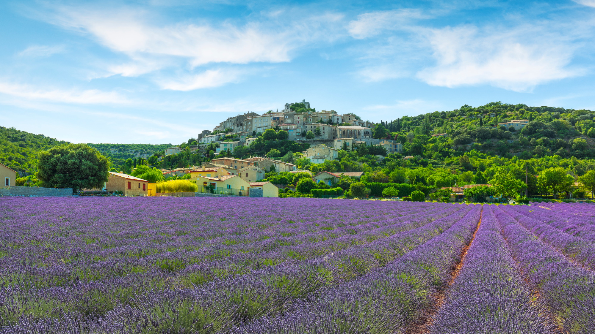 Lavender field and Simiane la Rotonde village. Provence, France