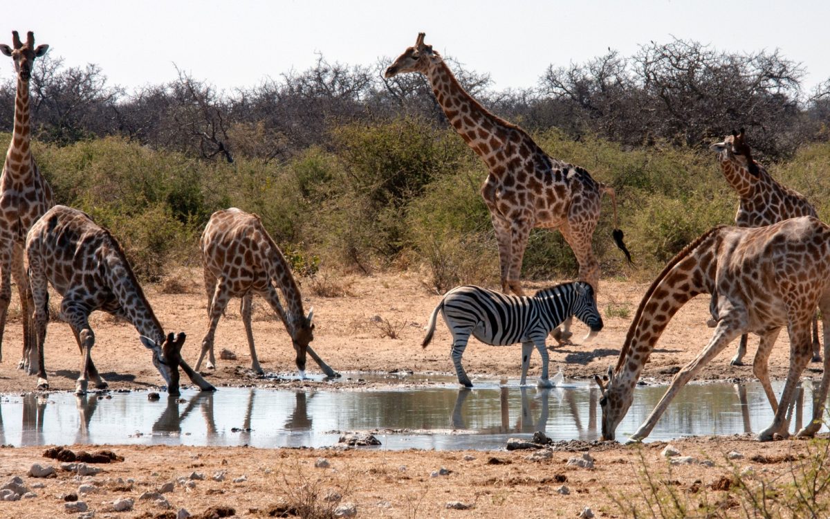 African Travel Destination: Interesting Things To Know About Zakouma National Park | SUPERPOBYT TRAVEL