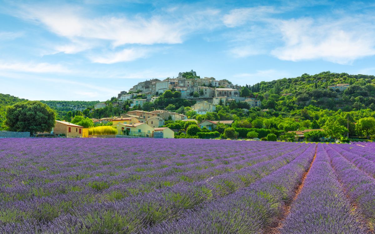 Lavender field and Simiane la Rotonde village. Provence, France